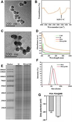 Biomimetic Cucurbitacin B-Polydopamine Nanoparticles for Synergistic <mark class="highlighted">Chemo-Photothermal Therapy</mark> of Breast Cancer